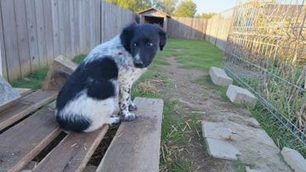 Leo:  junger, herzensguter Rüde (E)