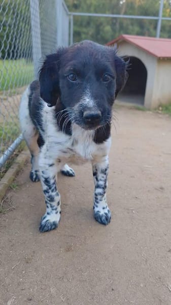 Leo:  junger, herzensguter Rüde (E)