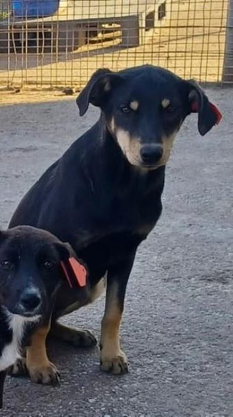 🐾 Cadela  sucht ihre Menschen