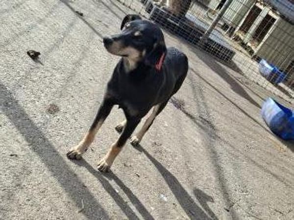 🐾 Cadela  sucht ihre Menschen