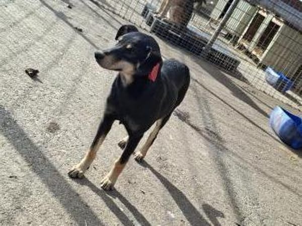 🐾 Cadela  sucht ihre Menschen