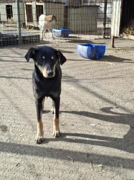 🐾 Cadela  sucht ihre Menschen