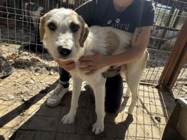 MARLON-wunderschöner Rüde, 54 cm