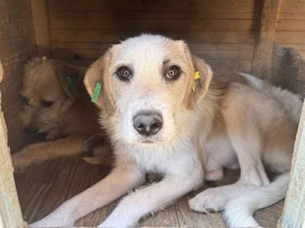 MARLON-wunderschöner Rüde, 54 cm