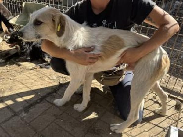 MARLON-wunderschöner Rüde, 54 cm