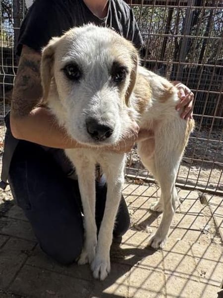 MARLON-wunderschöner Rüde, 54 cm