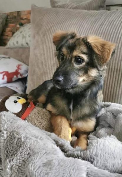 Daisy sucht ein Für-immer-Zuhause