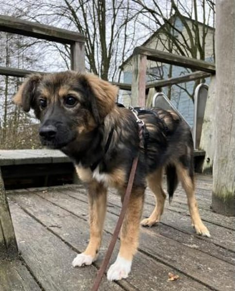 Daisy sucht ein Für-immer-Zuhause