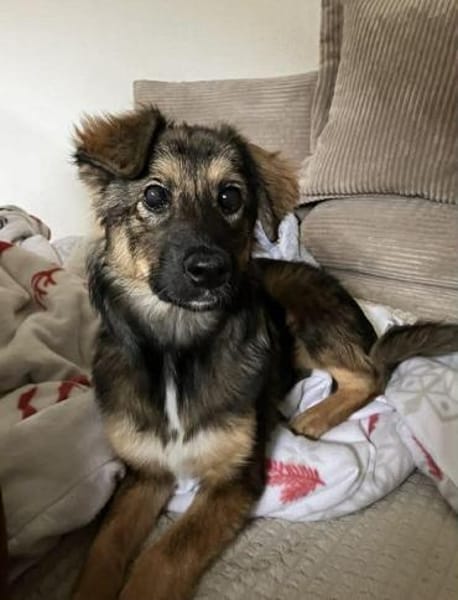 Daisy sucht ein Für-immer-Zuhause