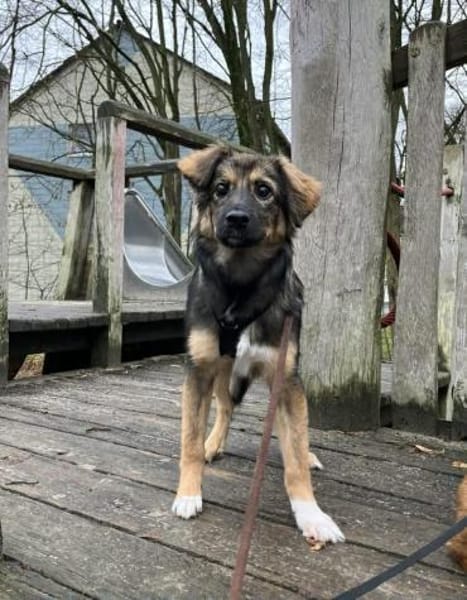 Daisy sucht ein Für-immer-Zuhause