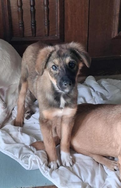 Daisy sucht ein Für-immer-Zuhause