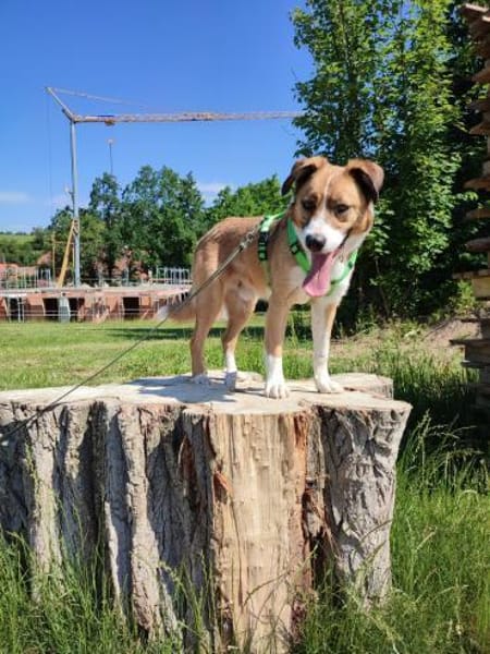 Jumbo sucht ein Zuhause