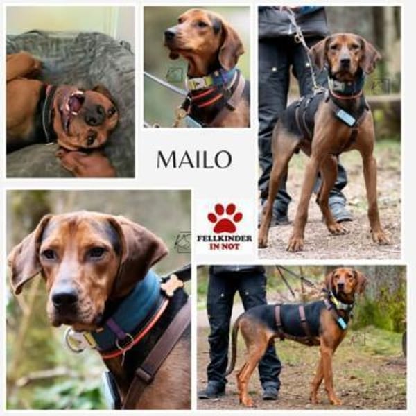 Noah / Mailo Bracke Mischling Rüde