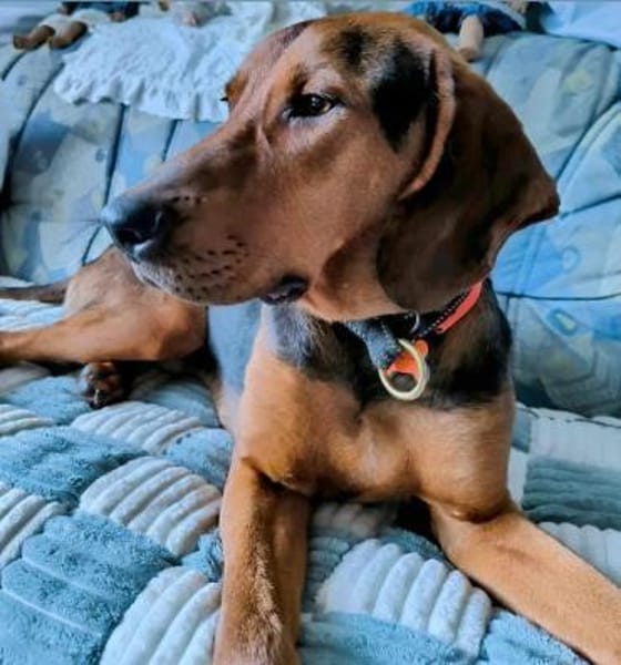 Noah / Mailo Bracke Mischling Rüde