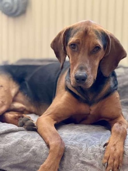 Noah / Mailo Bracke Mischling Rüde