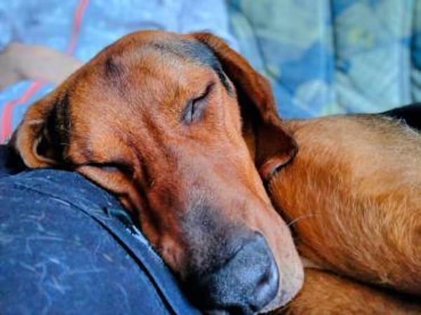 Noah / Mailo Bracke Mischling Rüde