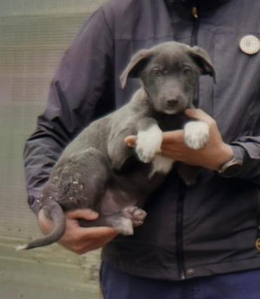 Blue sucht sein  Zuhause