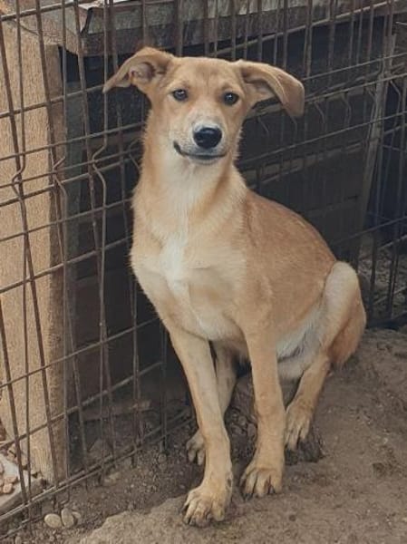 GORBI-ein richtiger Goldschatz, 52 cm