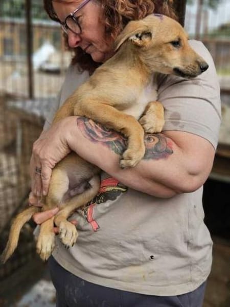 GORBI-ein richtiger Goldschatz, 52 cm