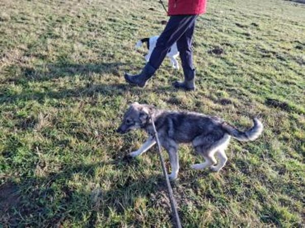 Filou sucht seine Schmusepartner