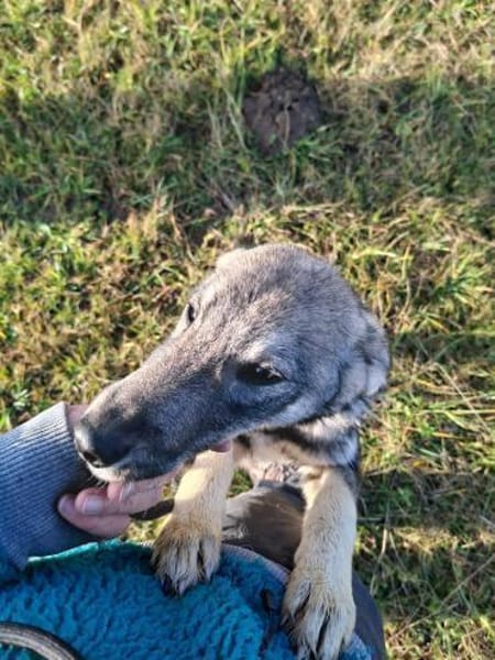 Filou sucht seine Schmusepartner