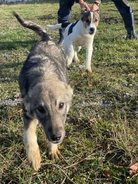 Filou sucht seine Schmusepartner