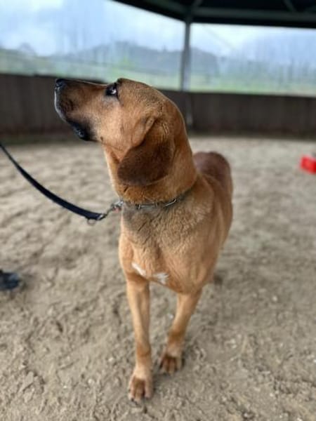 Bailey charakterstarker Mischling Rüde