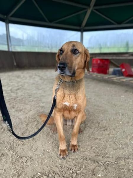 Bailey charakterstarker Mischling Rüde