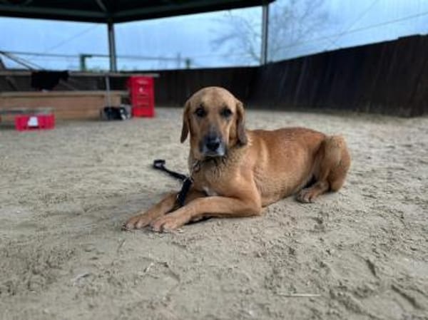 Bailey charakterstarker Mischling Rüde