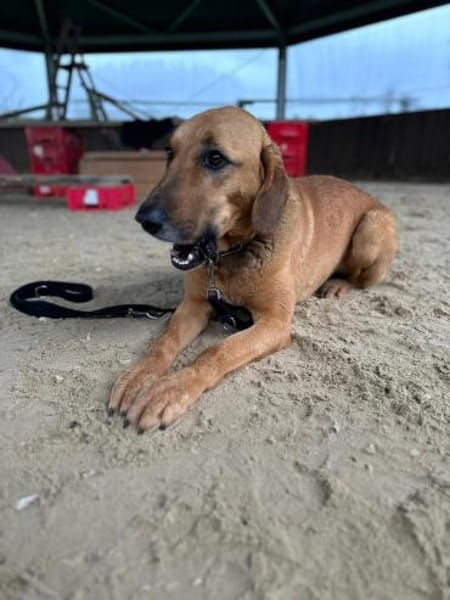 Bailey charakterstarker Mischling Rüde