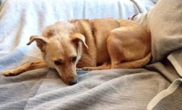 IVY 40 cm (Pflegestelle)