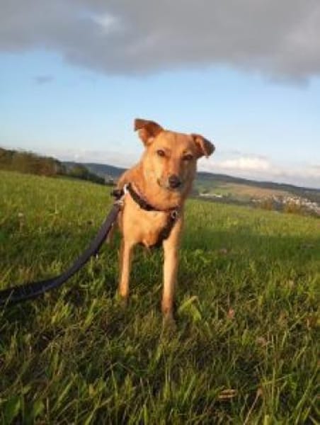 IVY 40 cm (Pflegestelle)