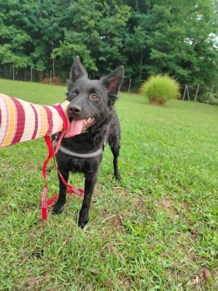 Pippa kroatischer Schäferhund Hündin Mix