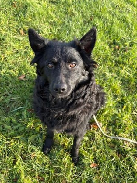 Pippa kroatischer Schäferhund Hündin Mix