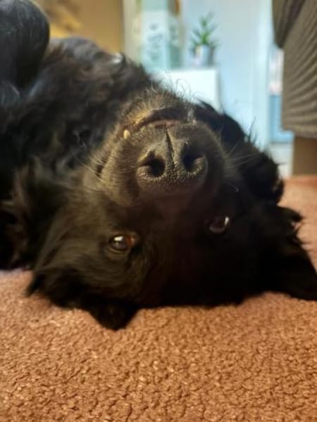 Pippa kroatischer Schäferhund Hündin Mix