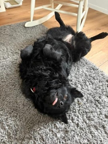 Pippa kroatischer Schäferhund Hündin Mix