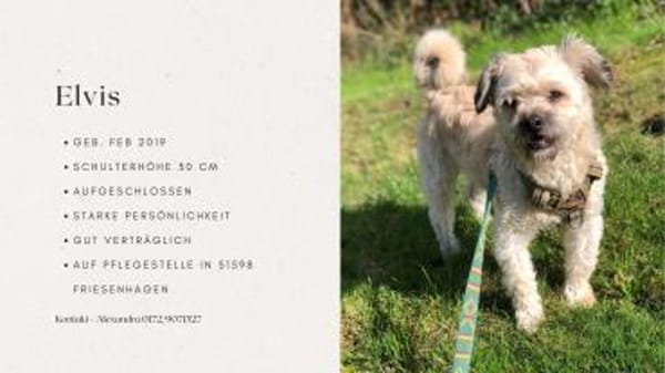 Elvis - Ein kleiner Charakterkopf sucht