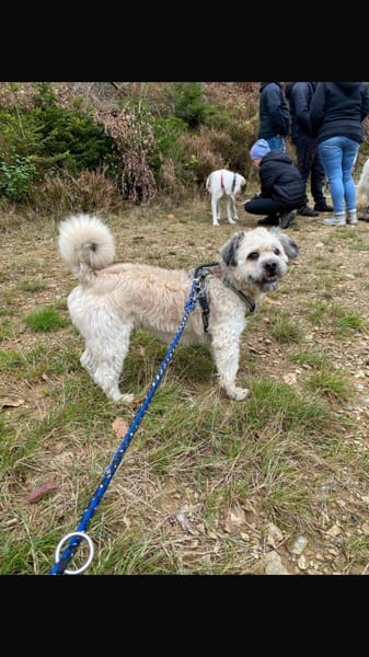 Elvis - Ein kleiner Charakterkopf sucht