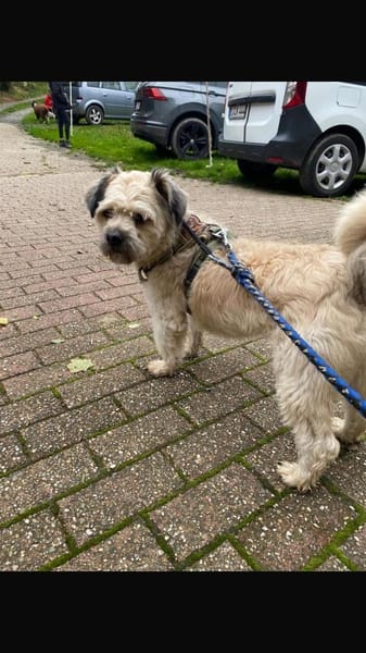 Elvis - Ein kleiner Charakterkopf sucht