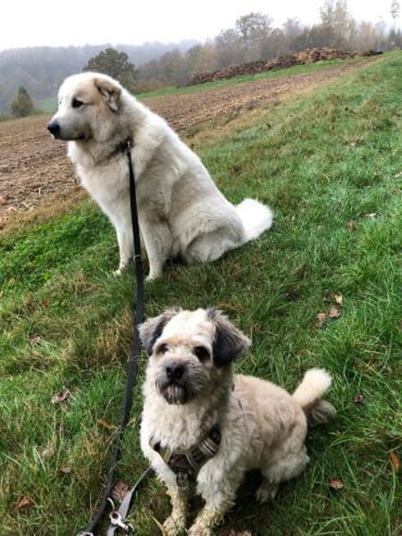 Elvis - Ein kleiner Charakterkopf sucht