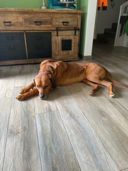 Vermittlungshilfe für Leo!