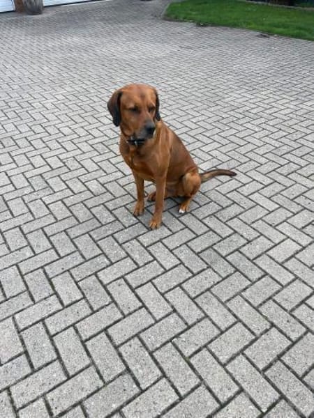 Vermittlungshilfe für Leo!