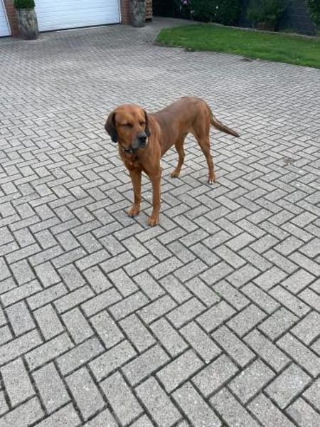 Vermittlungshilfe für Leo!