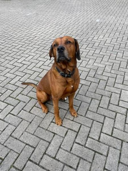 Vermittlungshilfe für Leo!