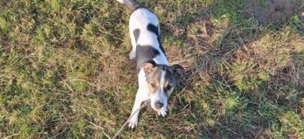 Momo sucht seine Familie