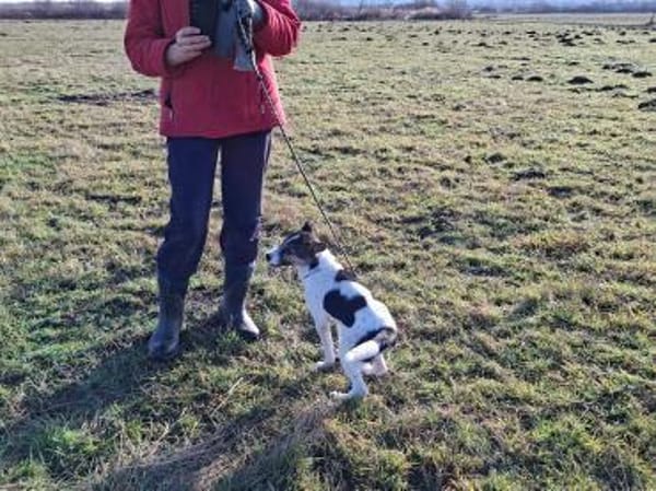 Momo sucht seine Familie