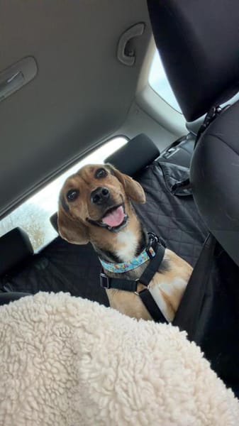 Leia  Schmusemaus sucht zu ihr Hause