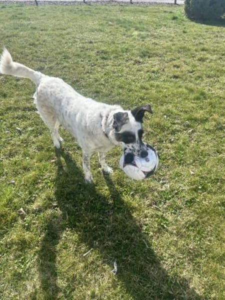 Smilla aus RO-in DE-neues Zuhause gesuch