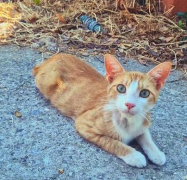 Offener, junger Kater Luis