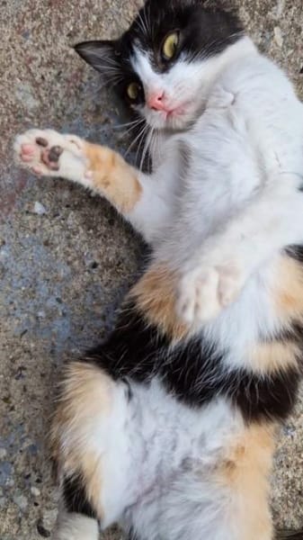 Junge Katze mit Charakter Mia